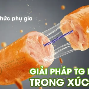 NGHIÊN CỨU GIẢI PHÁP ENZYME TRANSGLUTAMINASE (TG) TRONG CẢI THIỆN CẤU TRÚC XÚC XÍCH